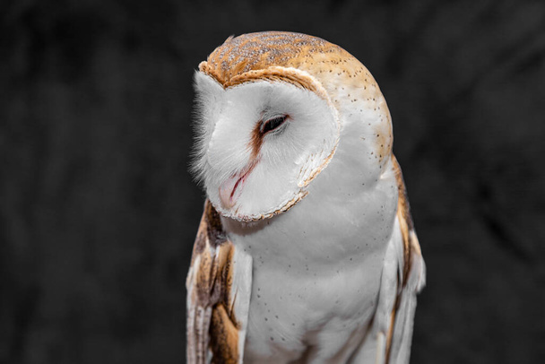 Barn owls (family Tytonidae) are one of the two families of owls, the other being the true owls or typical owls, Strigidae.. - Photo, Image