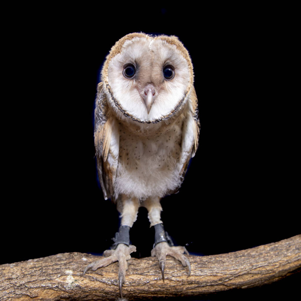 Barn owls (родина Tytonidae) - одна з двох родин сов, інша - справжні сови або типові сови Strigidae... - Фото, зображення