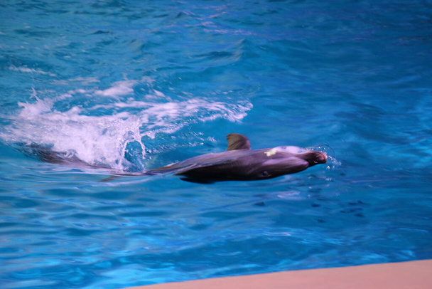 Bailando delfines jugando con pelota en Dubai Dolphinarium, Deira Creek Park, Dubai, Emiratos Árabes Unidos
 - Foto, imagen
