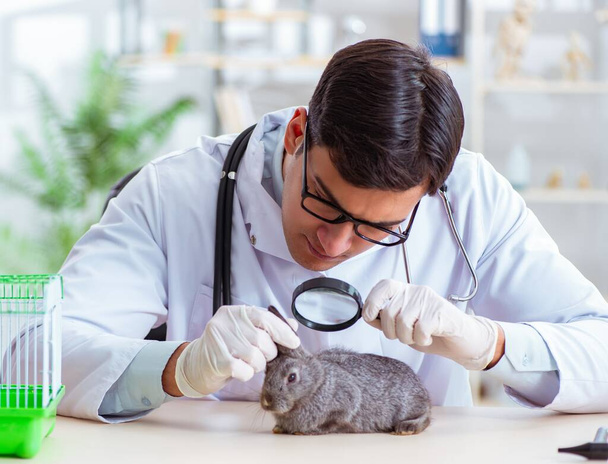 Médico veterinario revisando conejo en su clínica - Foto, Imagen