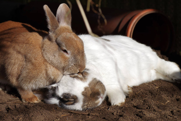 dos conejos, un animal está durmiendo
 - Foto, Imagen