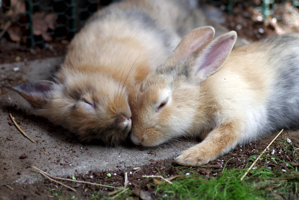 dos conejos dormidos yacen en el suelo
 - Foto, Imagen