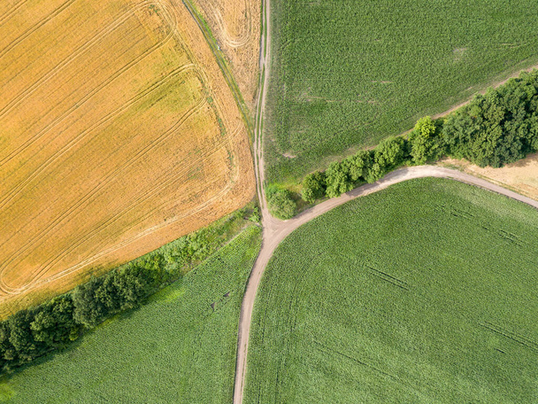 Αεροφωτογραφία τηλεκατευθυνόμενου. Ένα πράσινο χωράφι καλαμποκιού και ένα κίτρινο χωράφι σιταριού στο ουκρανικό χωριό. - Φωτογραφία, εικόνα