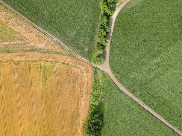 Vista aérea del dron. Un campo de maíz verde y un campo de trigo amarillo en la aldea ucraniana
. - Foto, imagen