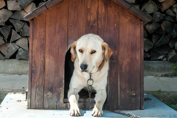 Pes v dřevěném psí boudě na zahradě - Fotografie, Obrázek