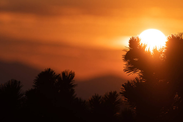Silhouet van dennenboom tak met intense zonsondergang op oranje achtergrond. Vakantie, toerisme en optimisme concepten. - Foto, afbeelding