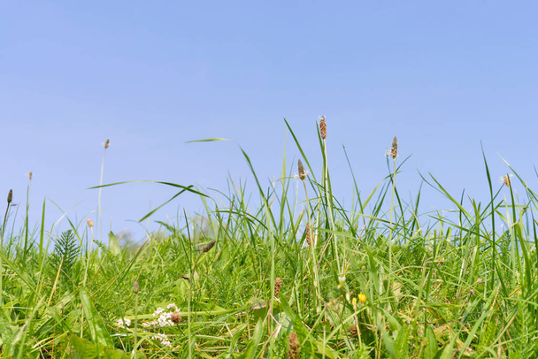 Groen gras, lintkruid en duizendblad - Foto, afbeelding