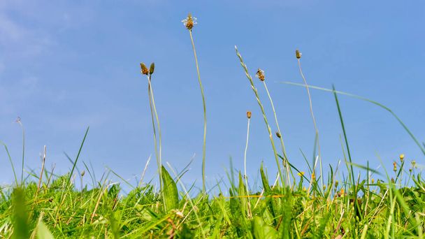 Grama verde, ribwort e yarrow
 - Foto, Imagem