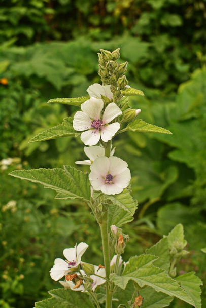 Marshmallow (Althaea officinalis) doğal bir iyileşme sürecidir.. - Fotoğraf, Görsel
