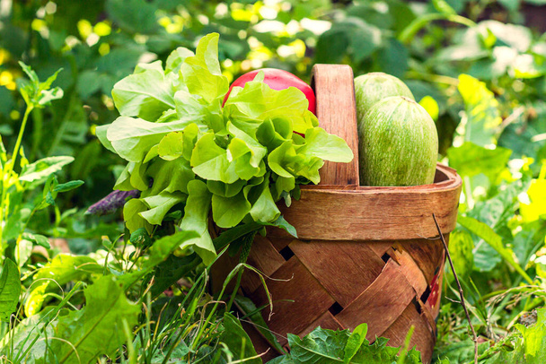 vegetables and herbs are in a wicker basket that stands on the lawn in the sun in the green grass - Foto, immagini
