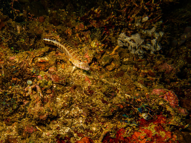 Goby fish lub Gobiidae na tropikalnej rafie koralowej Puerto Galera na Filipinach - Zdjęcie, obraz