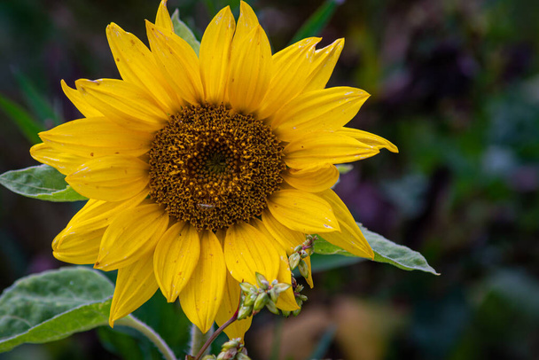 Krásné slunečnicové pole s jasnými barvami a krásným efektem bokeh - Fotografie, Obrázek