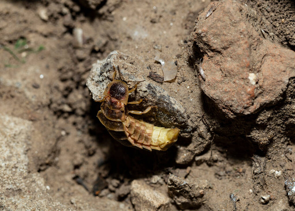 La luciérnaga hembra, esperando al macho. Lampyridae Lampyris noctiluca el gusano común Europa
. - Foto, Imagen