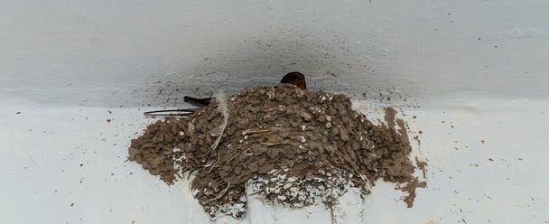 La golondrina granero (Hirundo rustica). El ave incuba los huevos en el nido
. - Foto, Imagen