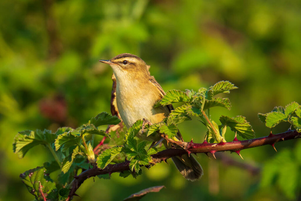 Primer plano de un pájaro corneta, Acrocephalus schoenobaenus, cantando para atraer a una hembra durante la temporada de reproducción en primavera. Encaramado en un arbusto verde. - Foto, imagen