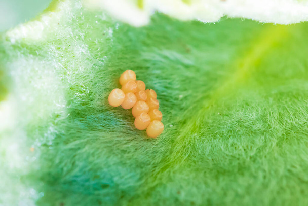 Sloe böceği, Dolycoris bakterisi, bitkisel hayatta yumurtalar.. - Fotoğraf, Görsel