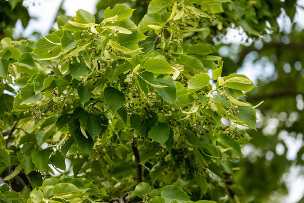 De American Basswood is een boom die voorkomt in Oost-Amerika. - Foto, afbeelding