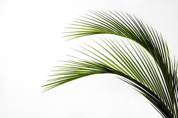 Group of big green leaves of exotic date palm tree, isolated on white background. Tropical plant foliage with visible texture. Pollution free symbol. Close up, copy space. - Zdjęcie, obraz