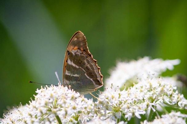 Beaux papillons d'été sur les fleurs et les feuilles en Allemagne - Photo, image