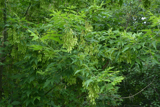 Zielone liście i skrzydlate owoce drzewa Acer Negundo (klon starszego skrzynki lub Ashleaf) .Gałąź Acer negundo. - Zdjęcie, obraz
