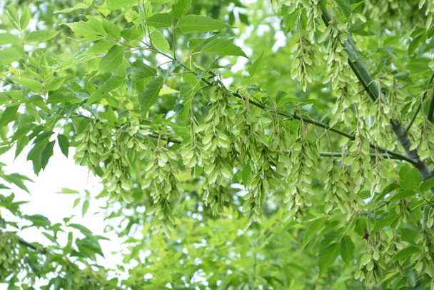 Green Leaves and Winged Fruit of a Acer Negundo Tree (Box Elder or Ashleaf Maple) .Acer negundo branch. - Фото, изображение