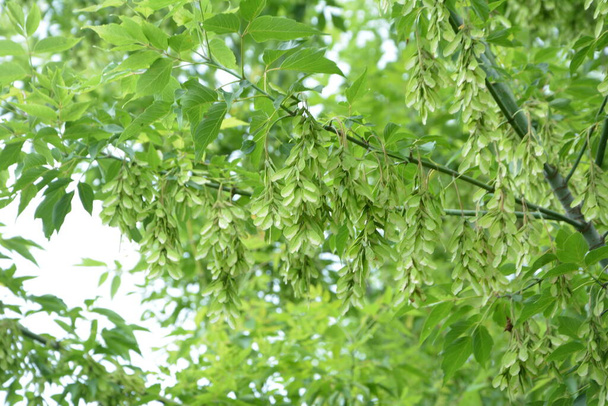 Zöld levelek és szárnyas gyümölcsök egy Acer Negundo fából (Box Elder vagy Ashleaf Maple) .Acer negundo ág. - Fotó, kép