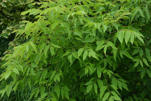 Green Leaves and Winged Fruit of a Acer Negundo Tree (Box Elder or Ashleaf Maple).Acer negundo branch. - Foto, Bild