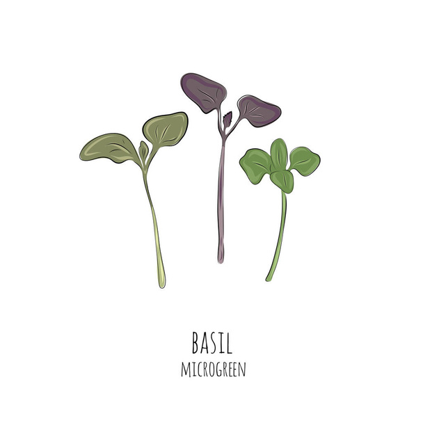 Hand drawn basil micro greens. Vector illustration in sketch style isolated on white background. - Вектор, зображення