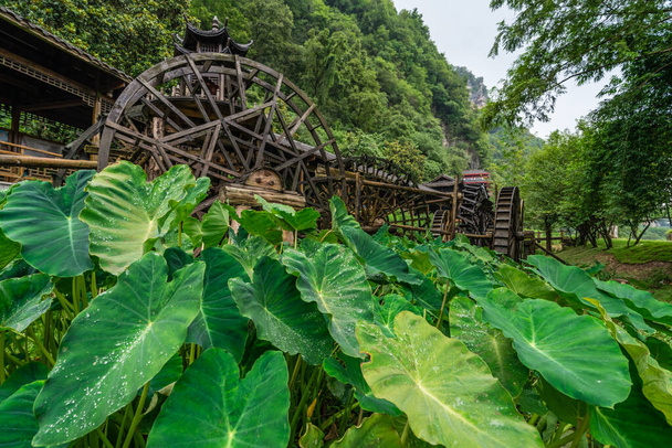 Foglie tropicali verdi giganti che crescono di fronte a lavorare e girare vecchie ruote idrauliche di legno mulino in Huanglong Yellow Dragon Cave zona panoramica, Zhangjiajie, Hunan, Cina - Foto, immagini
