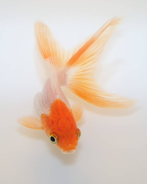 Lustige Rotkopf-Goldfisch auf weißem Hintergrund  - Foto, Bild