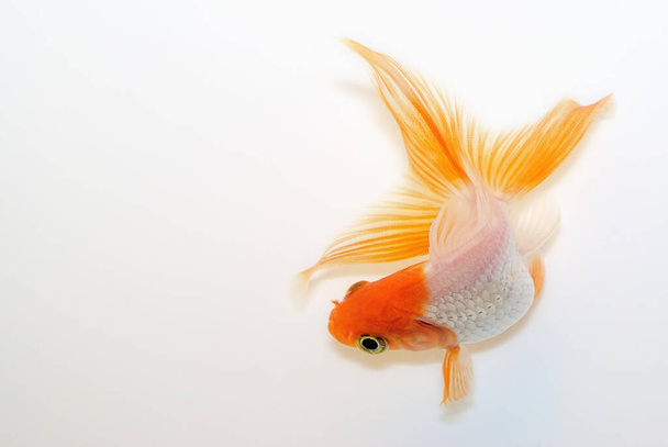 Funny Red Head zlatá rybka na bílém pozadí s přírodním stínem. Pohled shora s mezerou pro kopírování textu. Volná bílá oblast. - Fotografie, Obrázek