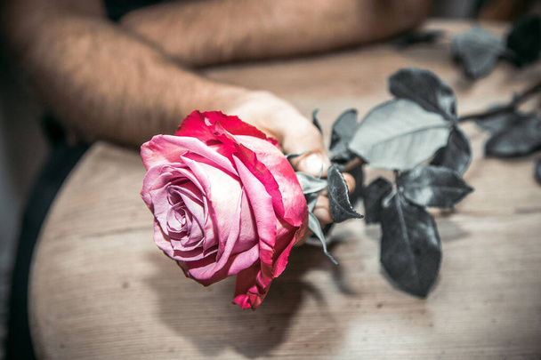 Historie miłosne. Róża dana przez zakochanego mężczyznę. - Zdjęcie, obraz