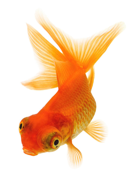 Τηλεσκόπιο μάτι Χρυσά ψάρια απομονώνονται σε λευκό φόντο  - Φωτογραφία, εικόνα