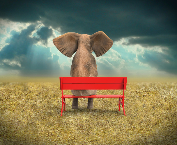 象のベンチに座っています。 - 写真・画像