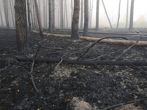 Peatlands yanıyor. Orman yangını ve sonuçları. Kara toprak dumanı yandı. Yanmış ağaç gövdeleri ve külleri. Kömürleşmiş dallar. - Fotoğraf, Görsel