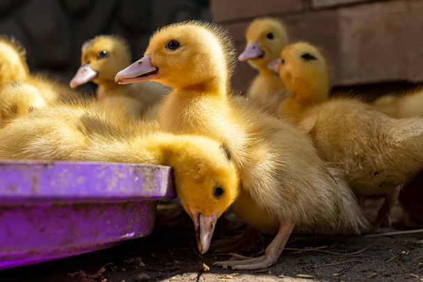 Μια ομάδα από παπάκια. Χαριτωμένο όμορφο κίτρινο ducklings πίνουν νερό, τρώνε δημητριακά και τα πόδια σε εξωτερικούς χώρους. Νεαρά πουλιά. Γεωργία, πουλερικά. Σπιτικό. Καλλιέργεια πουλερικών στο σπίτι. - Φωτογραφία, εικόνα