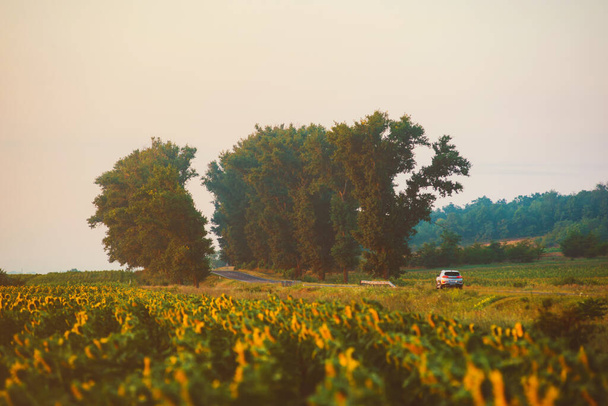 Kuva yhden auton keskellä tietä kauniilla maamerkillä auringonkukilla auringonnousun aikana aamulla - Valokuva, kuva