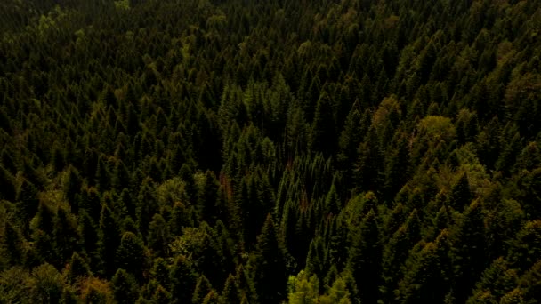 Вид з повітря на гірський ліс в літній день
 - Кадри, відео