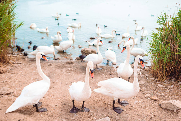 Красиві білі лебеді і качки на озері
 - Фото, зображення