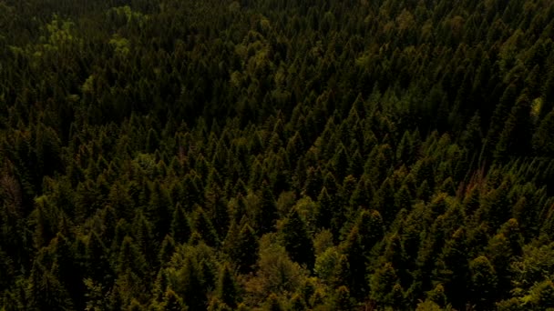 Вид з повітря на гірський ліс в літній день
 - Кадри, відео