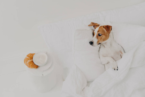 Hungry jack russel terrier looks with appetite at delicious croissant and coffee, stays in bed under white blanket, spends time in hostess bedroom. Breakfast in bed. Domestic animals concept - Фото, изображение