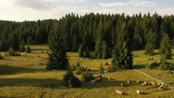 Αεροφωτογραφία στο ορεινό δάσος μια καλοκαιρινή μέρα - Πλάνα, βίντεο