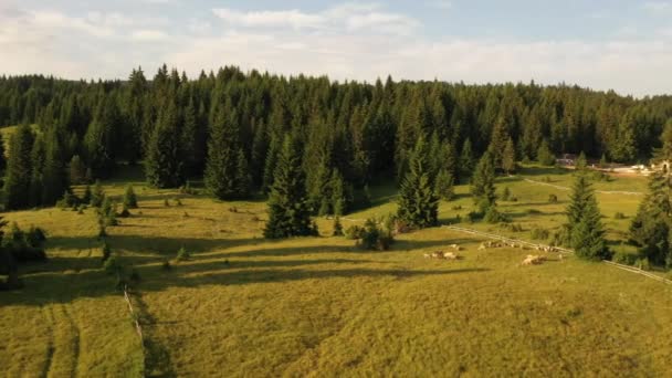 Letecký pohled na mléčnou farmu na hoře Tara v Srbsku - Záběry, video