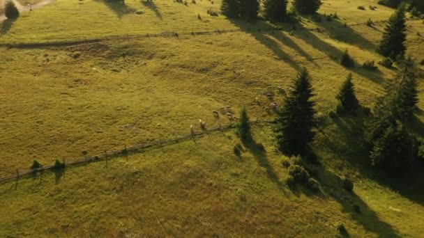 Вид з повітря на молочну ферму на горі Тара в Сербії в літній день. - Кадри, відео