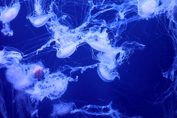 Okyanusta yüzen bir grup beyaz denizanası. Floresan, mavi, parlak. - Fotoğraf, Görsel