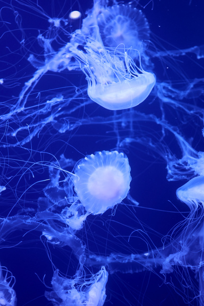 Группа белых медуз, плавающих в океане, флуоресцентная, голубая, яркая - Фото, изображение