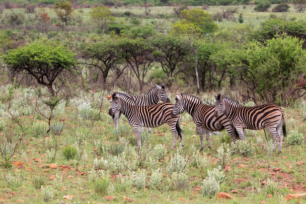 Zebras stehen in einem Wildreservat in Kwa Zulu Natal in Südafrika - Foto, Bild