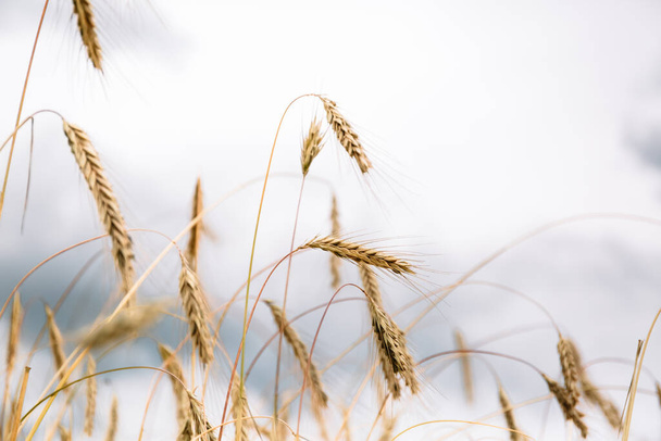 Spikelets of wheat shot close-up on the background of the sky. Rip crop, summer harvest time. Nature art wallpaper. The main golden food resourcer of the humans. Future bread. Banner. - Photo, Image