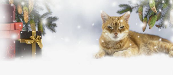 Hediyeler ve kızıl kedili Noel arkaplanı. Noel ve Yeni Yıl tatilleri. Ladin dalları ve çam kozalakları. Pankart. kopyalama alanı - Fotoğraf, Görsel