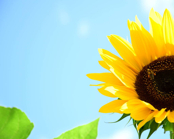 Piękny słonecznik z pszczołą miodną w słońcu przed błękitnym niebem - Zdjęcie, obraz